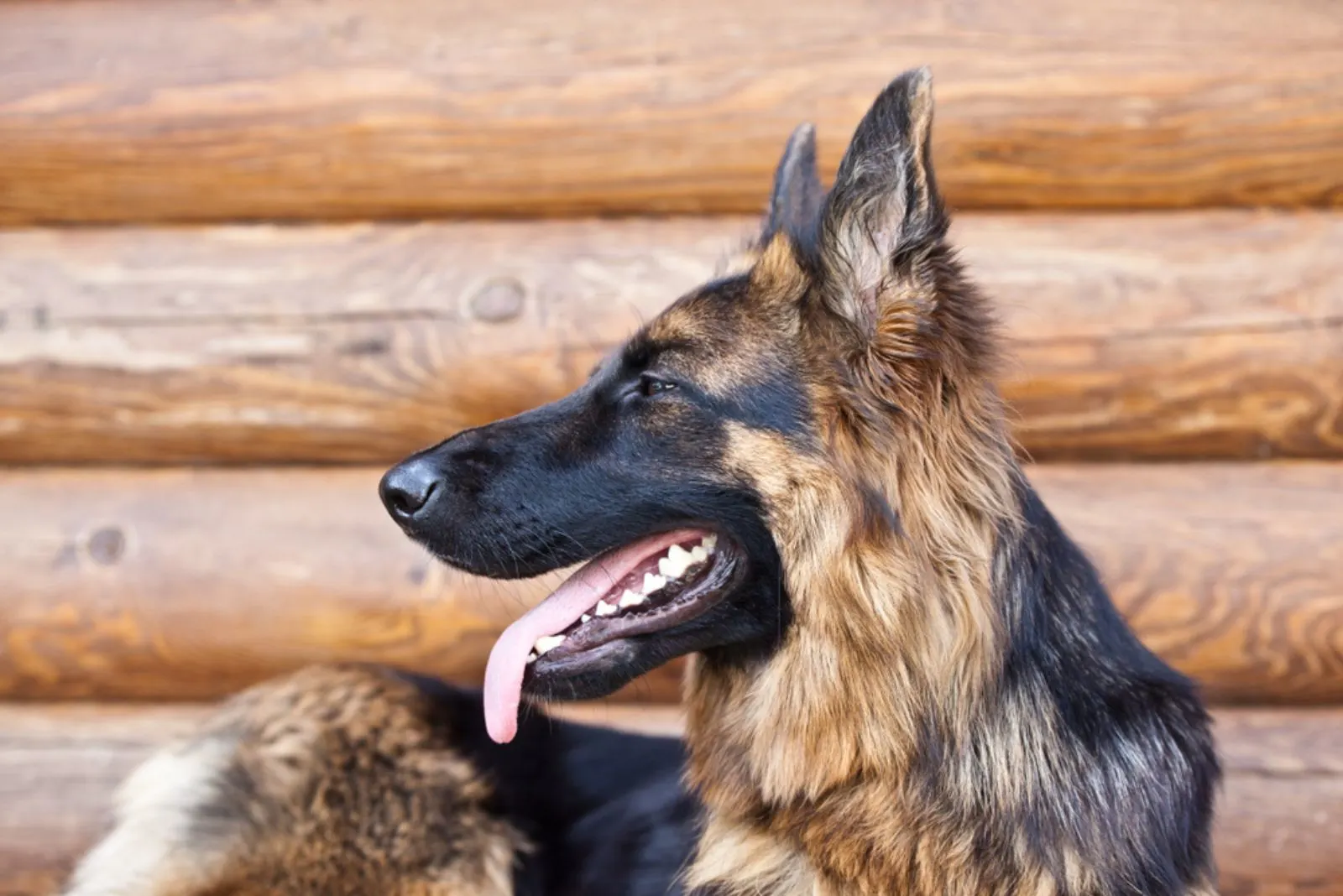 German Shepherd portrait with open mouth and protruding tongue