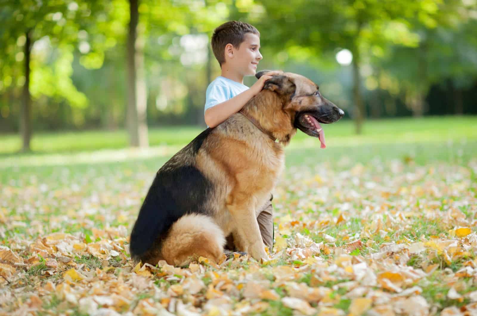 German Shepherd sitting by boy in park