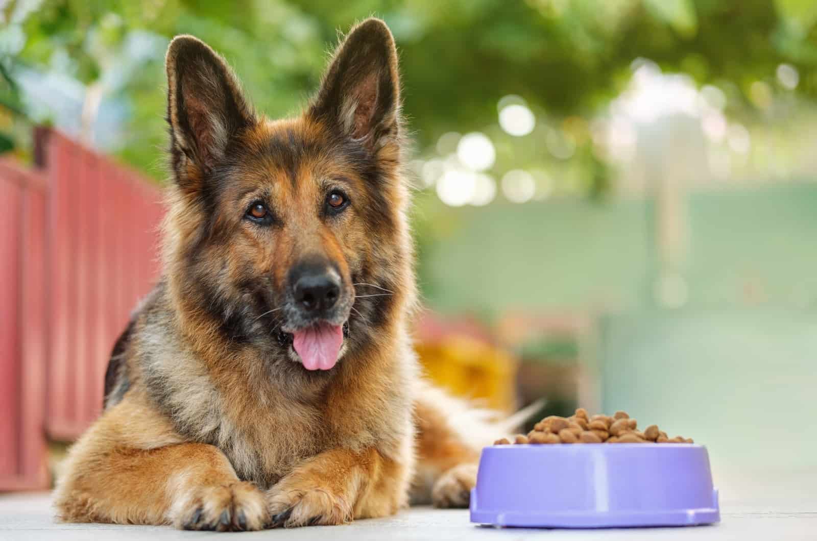German Shepherd sitting by food