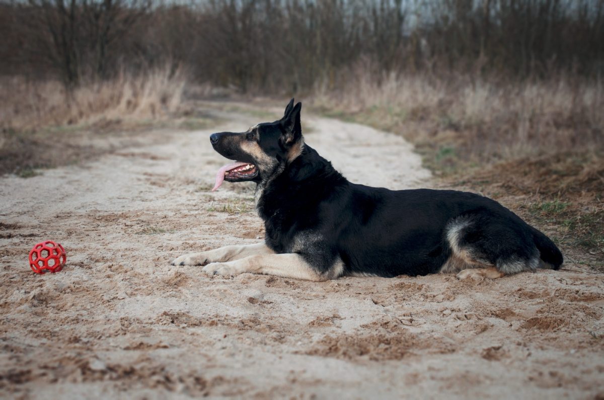 Photo inspiration: 7 Doubtless Early Signs Of Pregnancy In German Shepherds Photo Inspiration