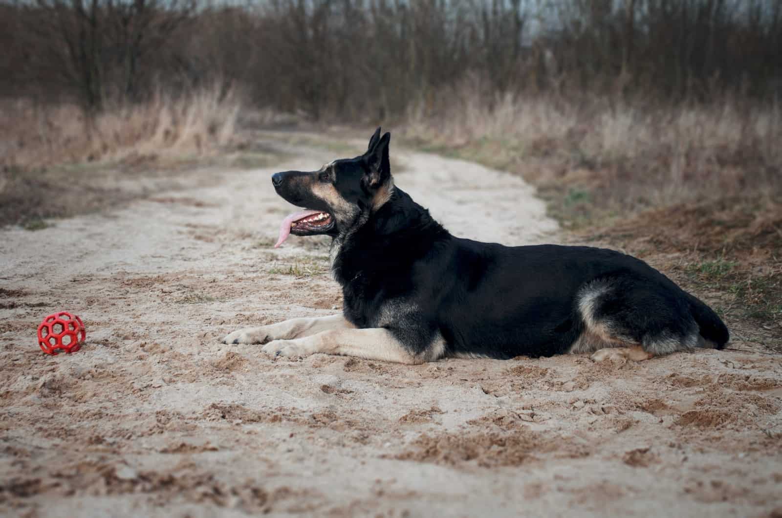 German Shepherd sitting on grass outside