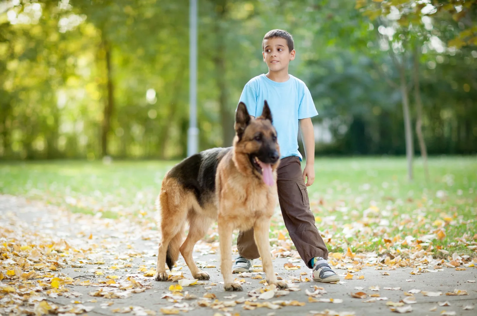 German Shepherd standing by boy in park
