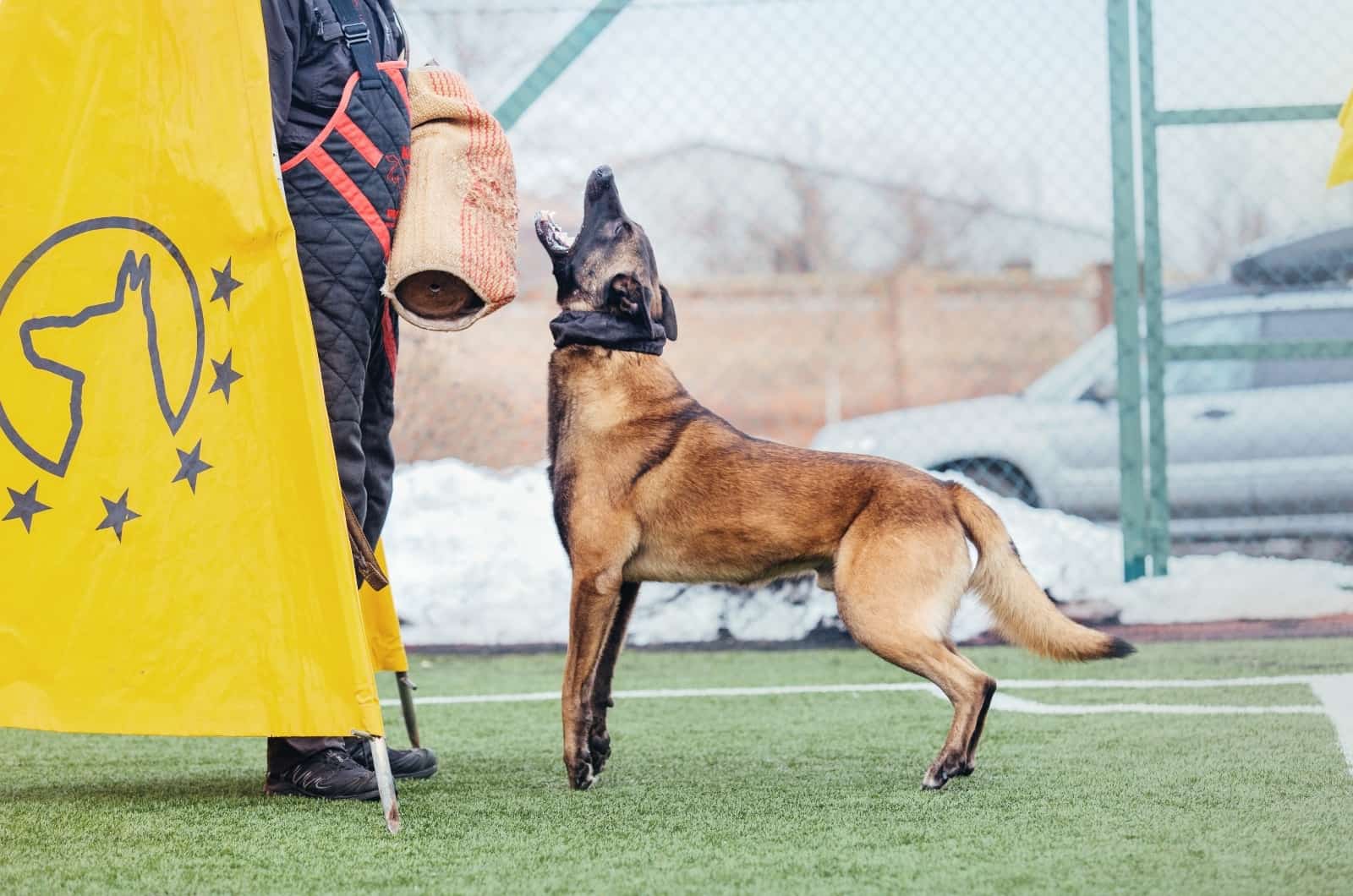 German Shepherd training with owner