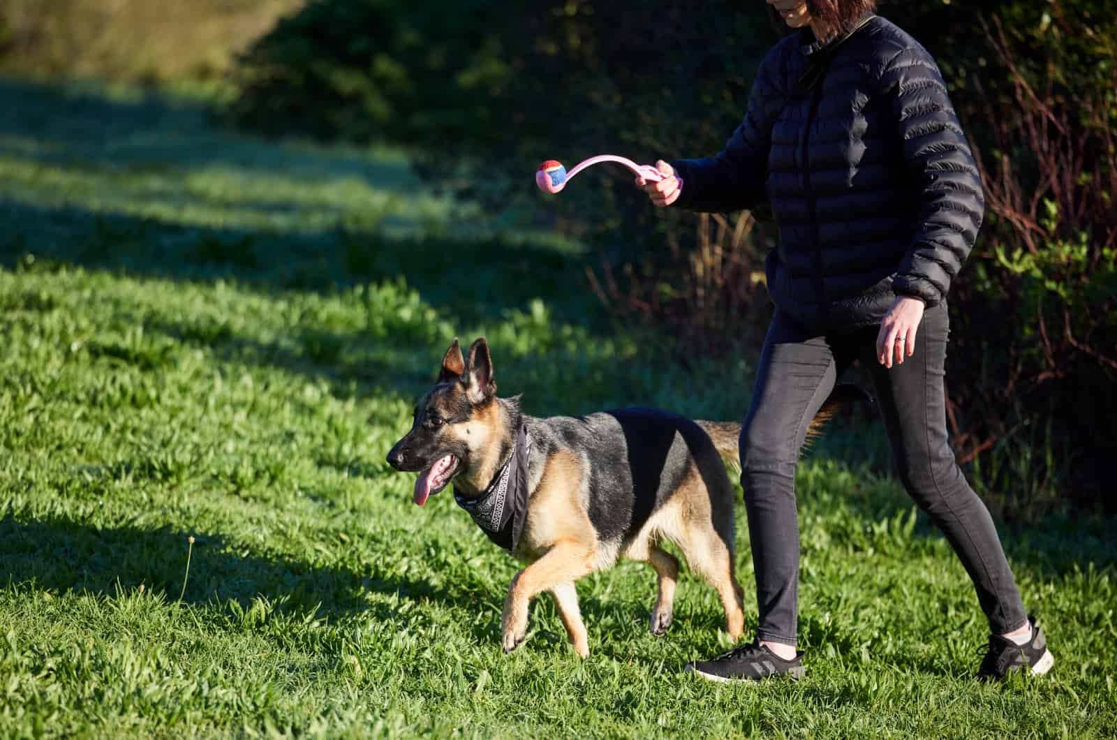 German Shepherd walking with owner