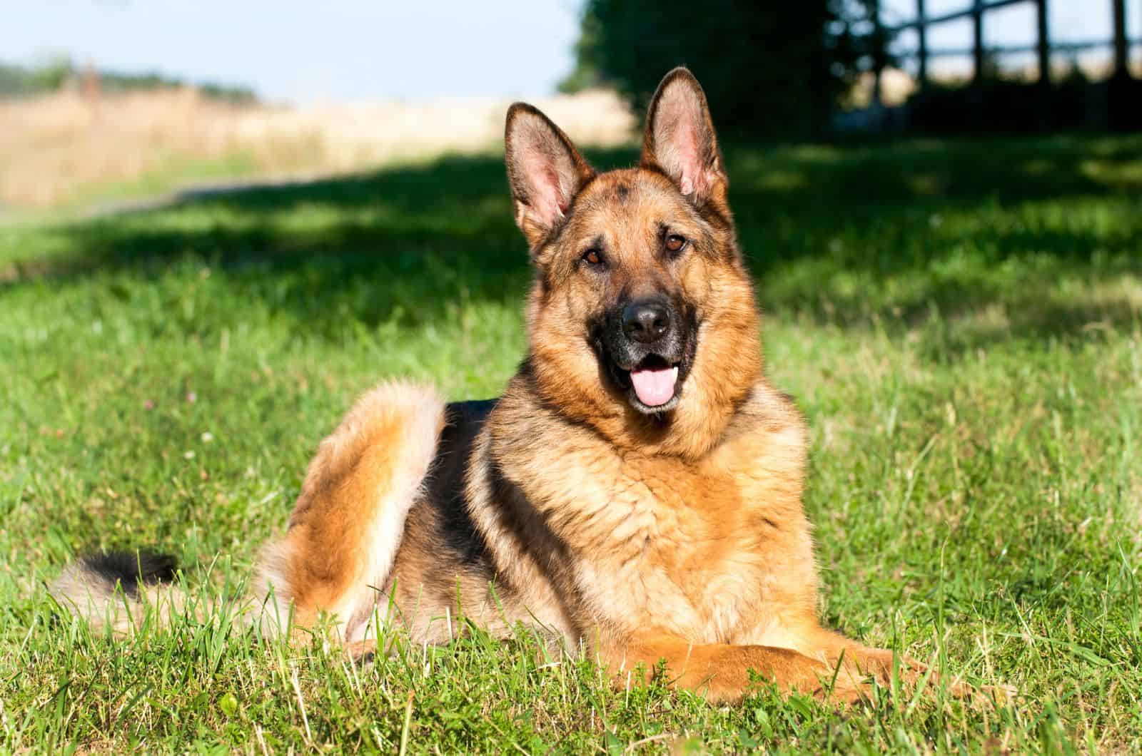 German Shepherds sitting on grass