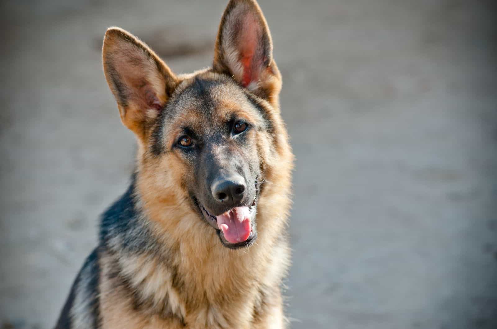 German Shepherds tilting his head while looking at camera