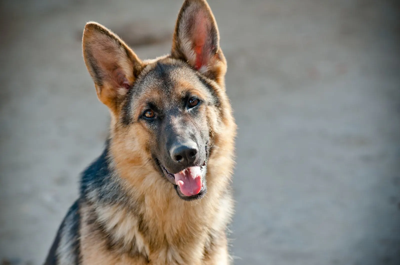 German Shepherds tilting his head while looking at camera