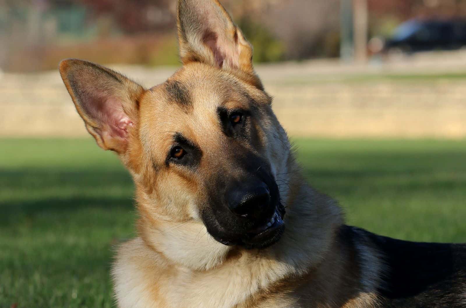 German Shepherds tilting his head