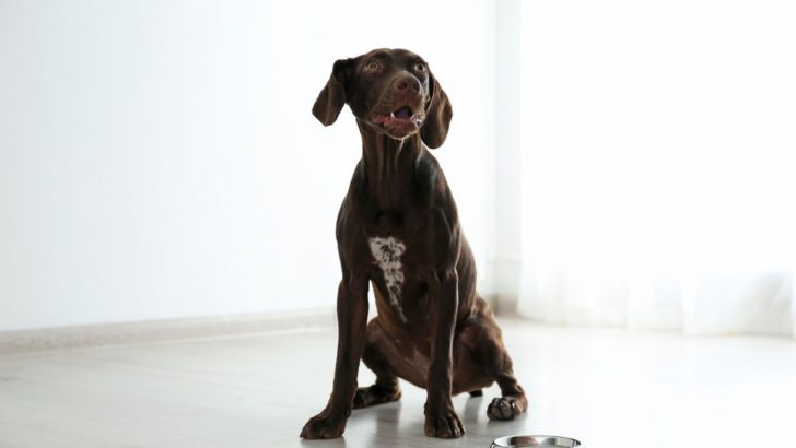 German Shorthaired Pointer Feeding Chart — Food For Thought