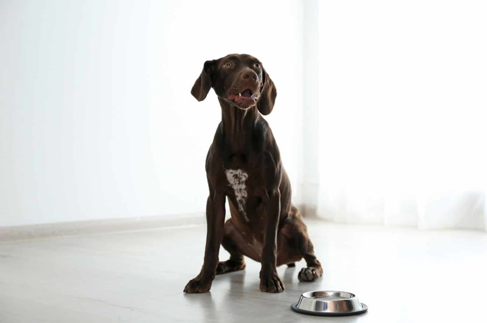 german shorthaired pointer standing near the bowl