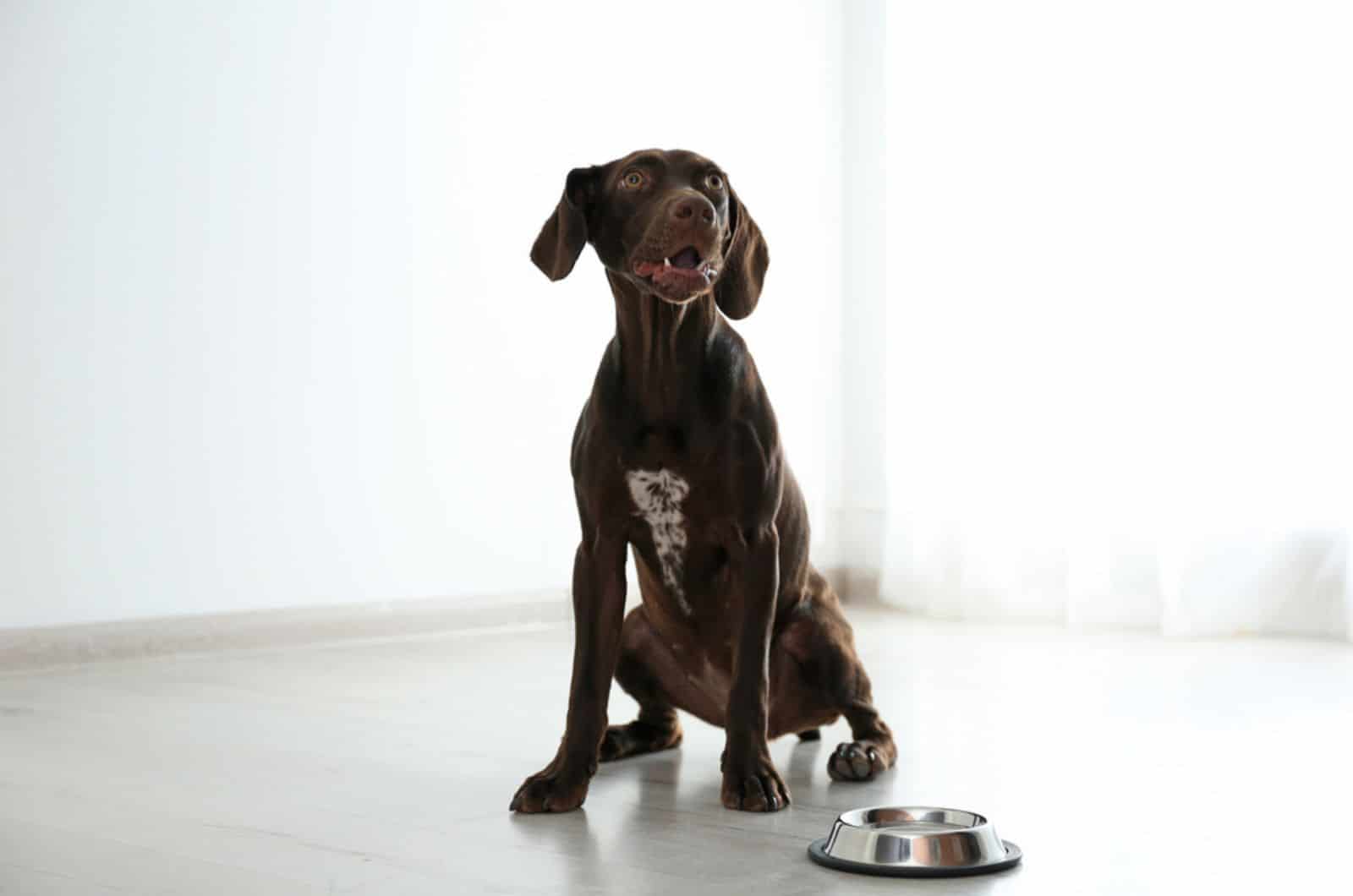 Best puppy food for sales german shorthaired pointer puppy