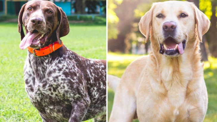 German Shorthaired Pointer Lab Mix Facts To Know