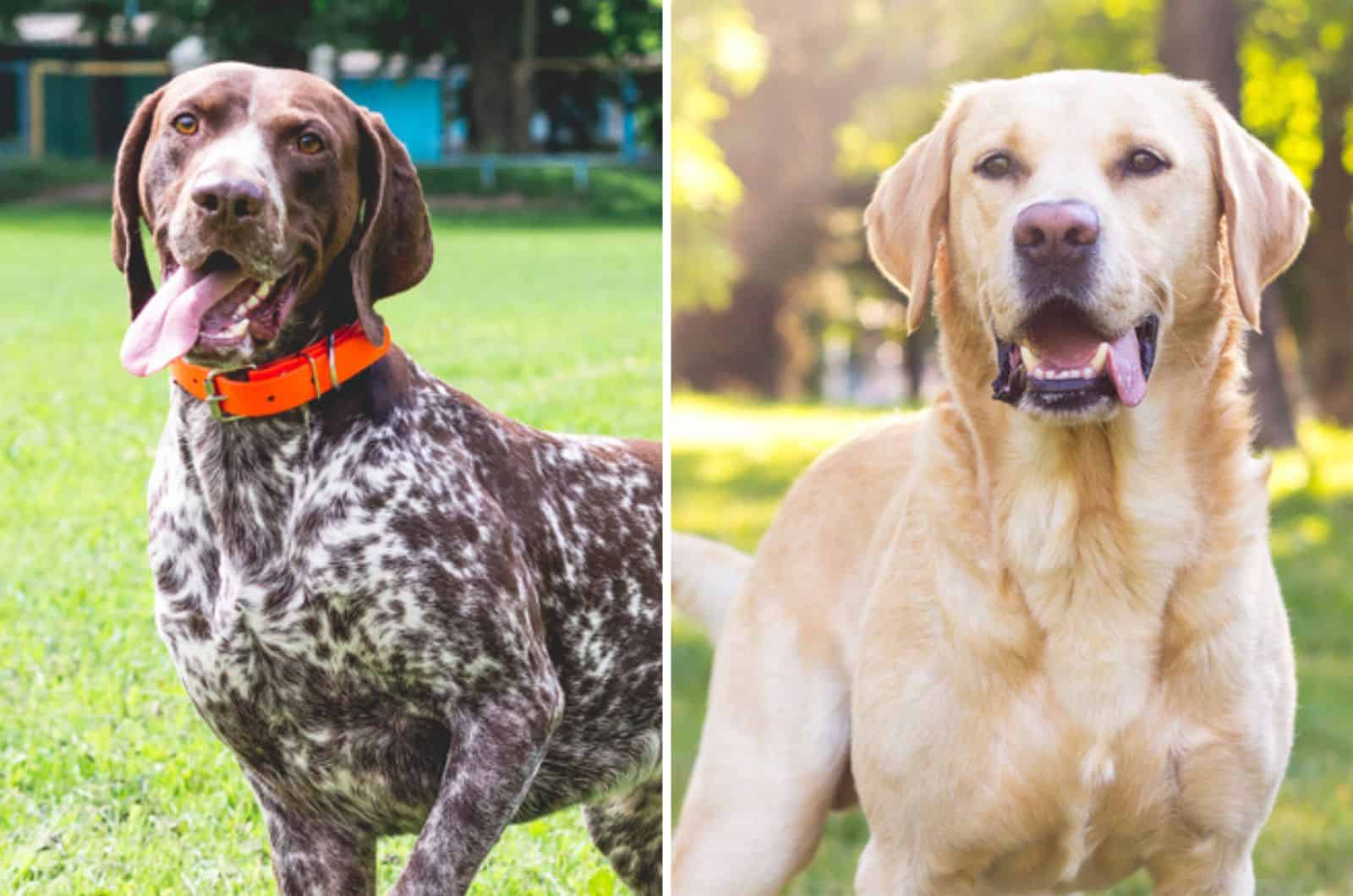 german shorthaired pointerlab mix