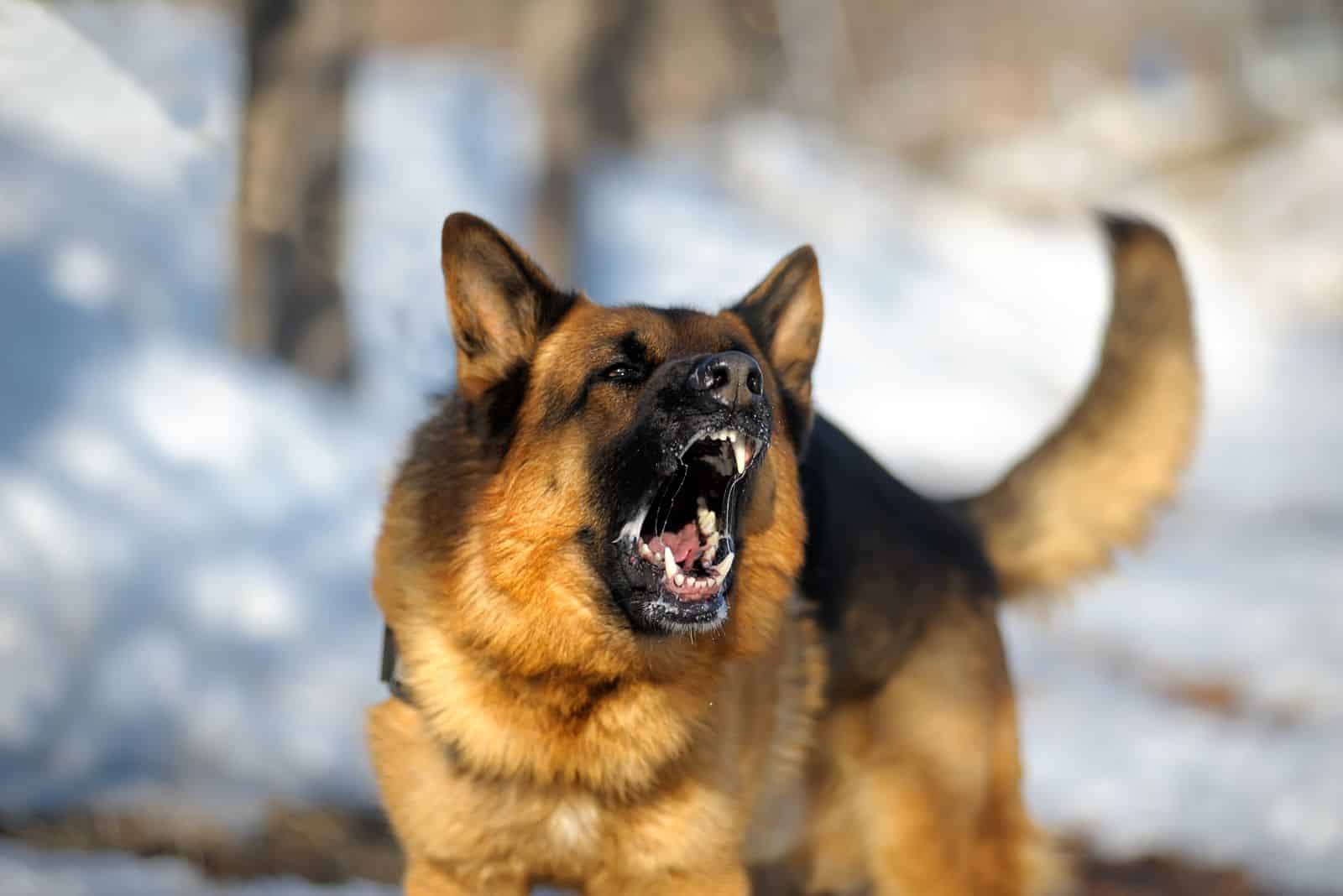 German shepherd barks aggressively