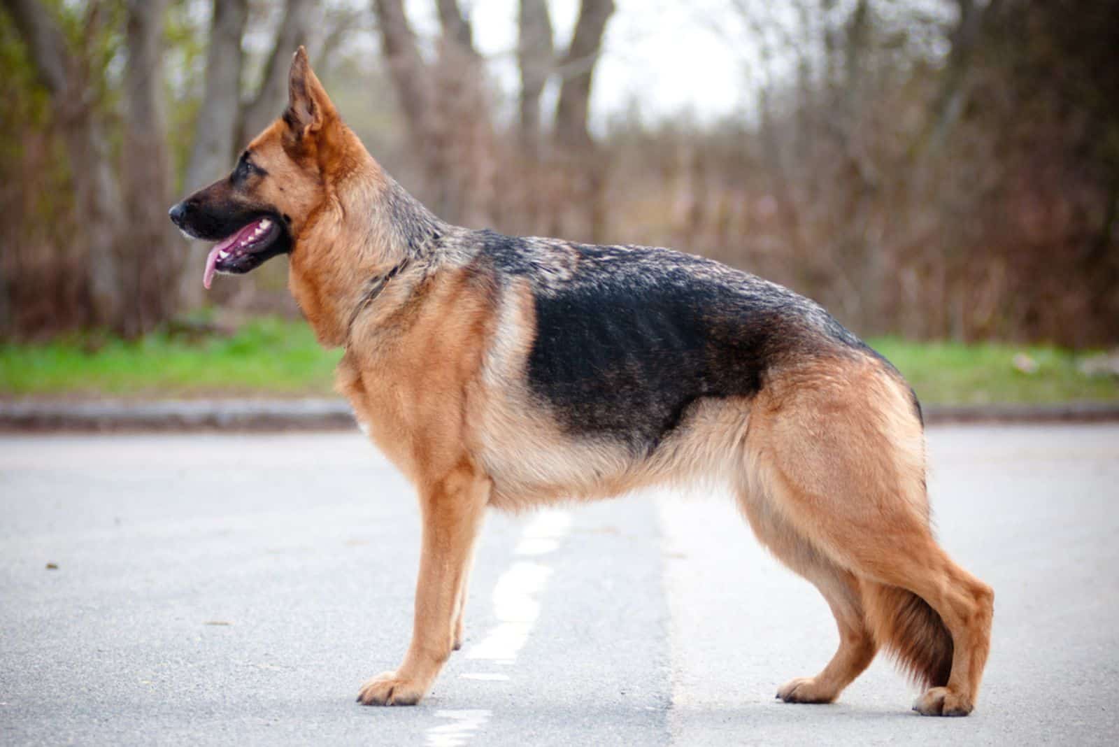 German shepherd champion stand outdoors