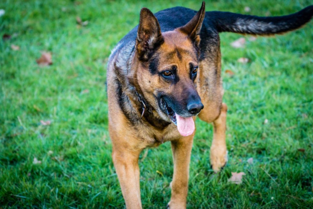 Understanding 5 German Shepherd Tail Positions Understanding 5 German Shepherd Tail Positions
