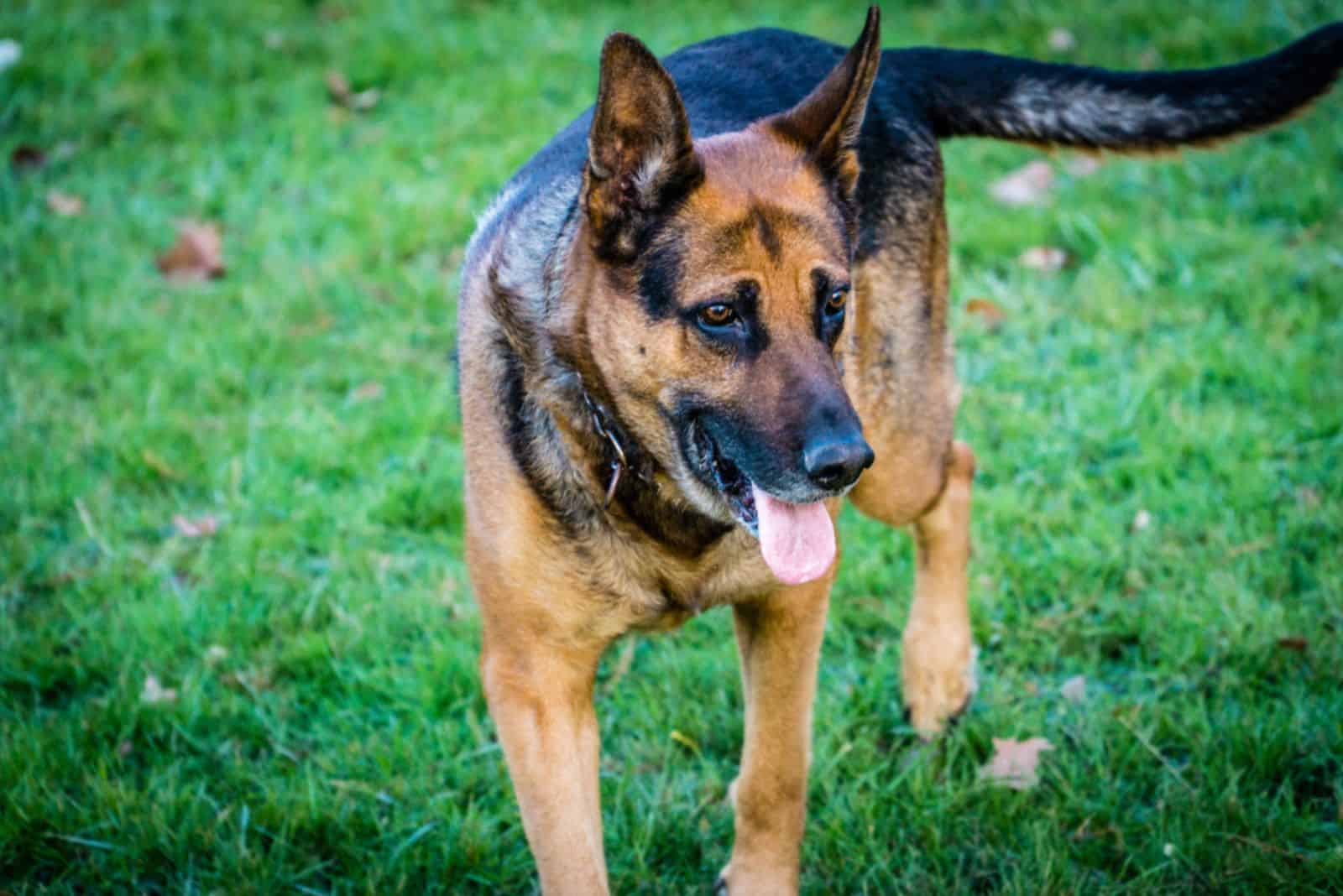 German shepherd dog on the meadow