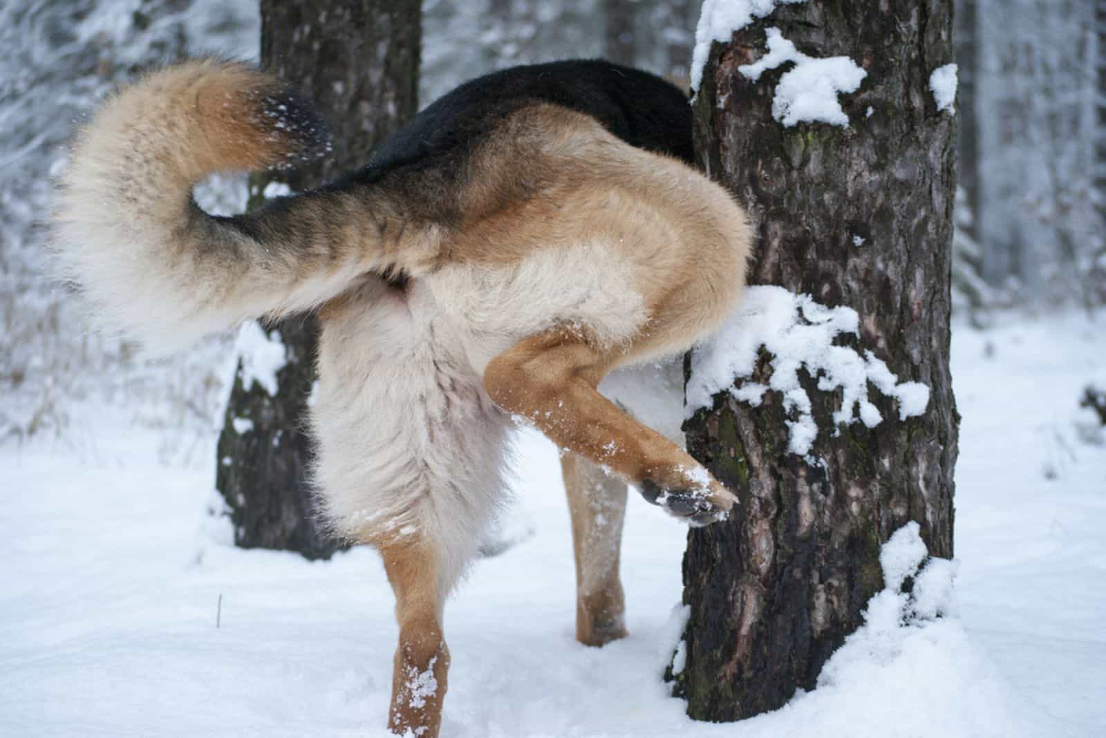 German shepherd dog pissing on a tree in a winter park