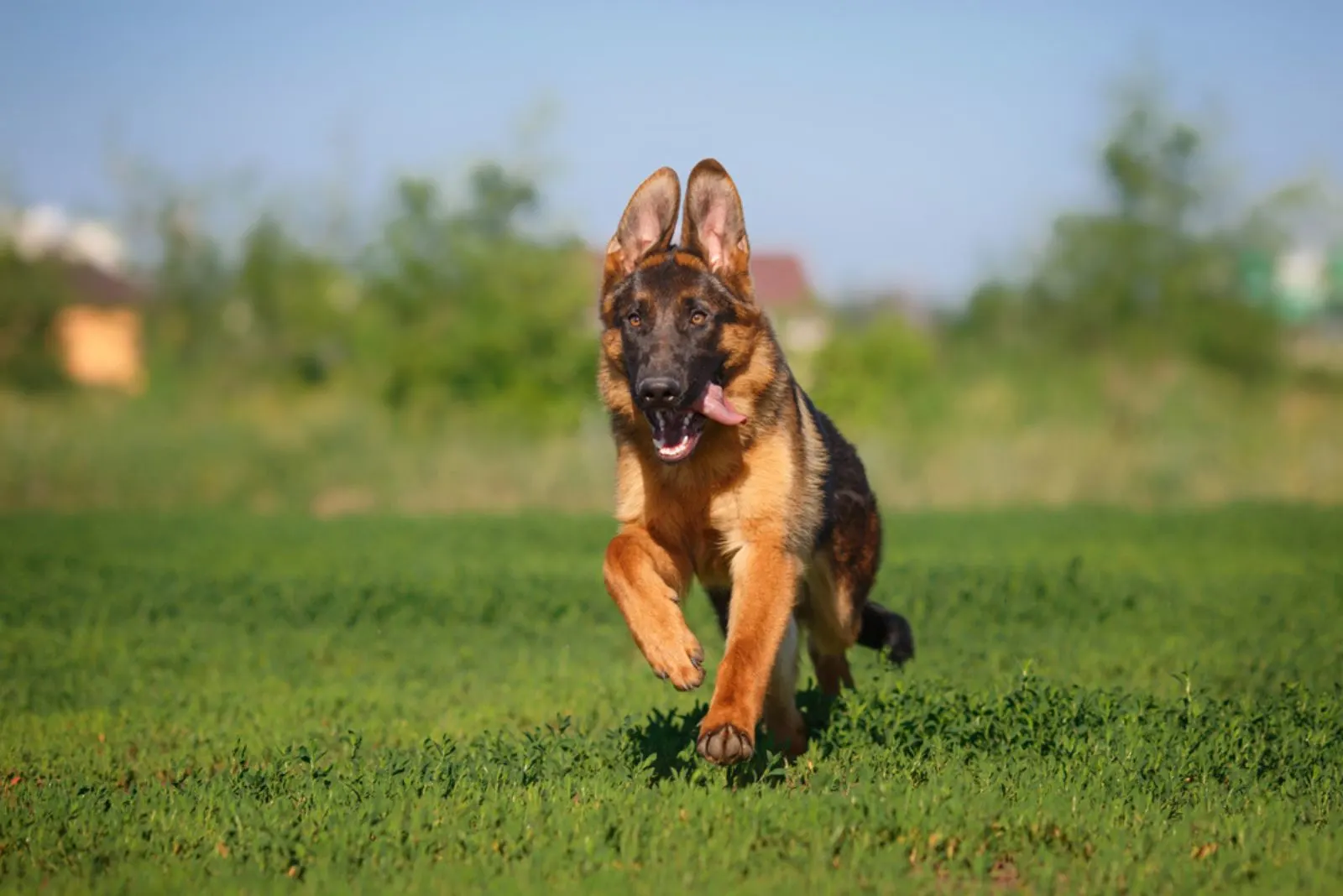 German shepherd dog running on green grass