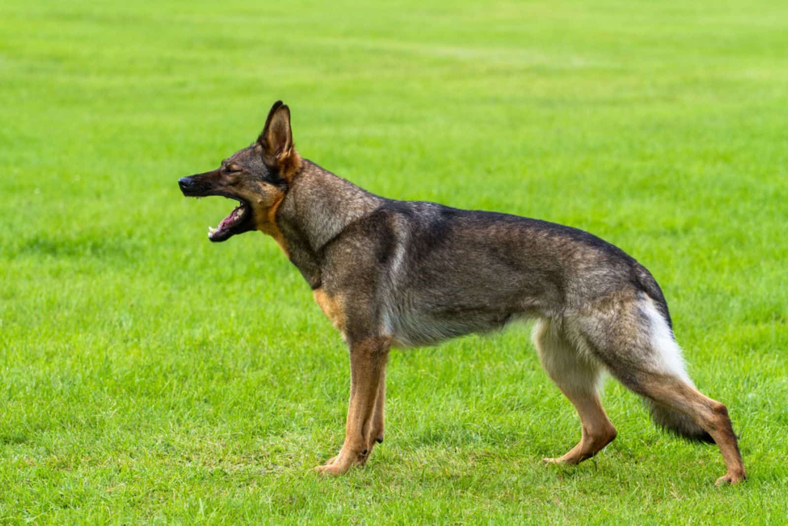 German shepherd dog standing and growling