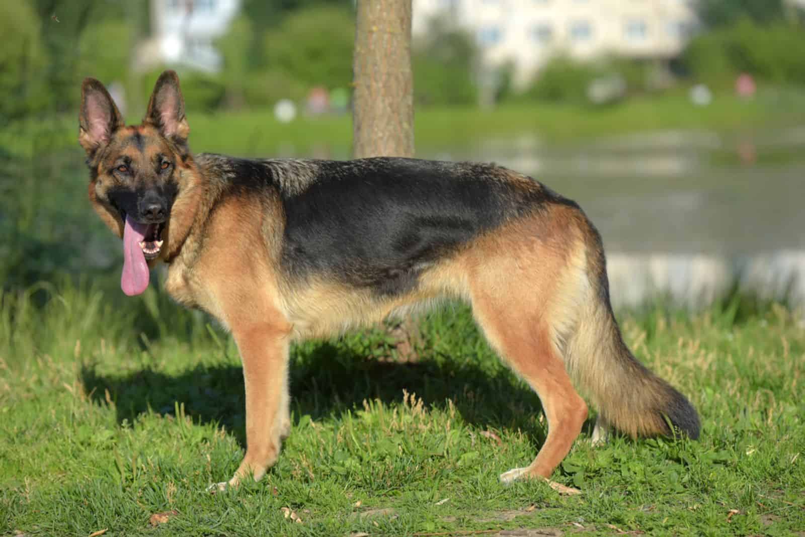 German shepherd in the summer in the park