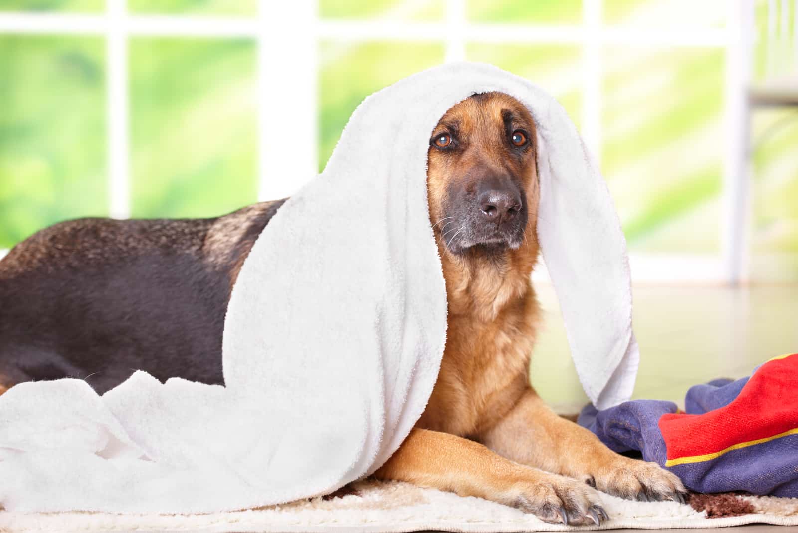 German shepherd in towel sitting inside