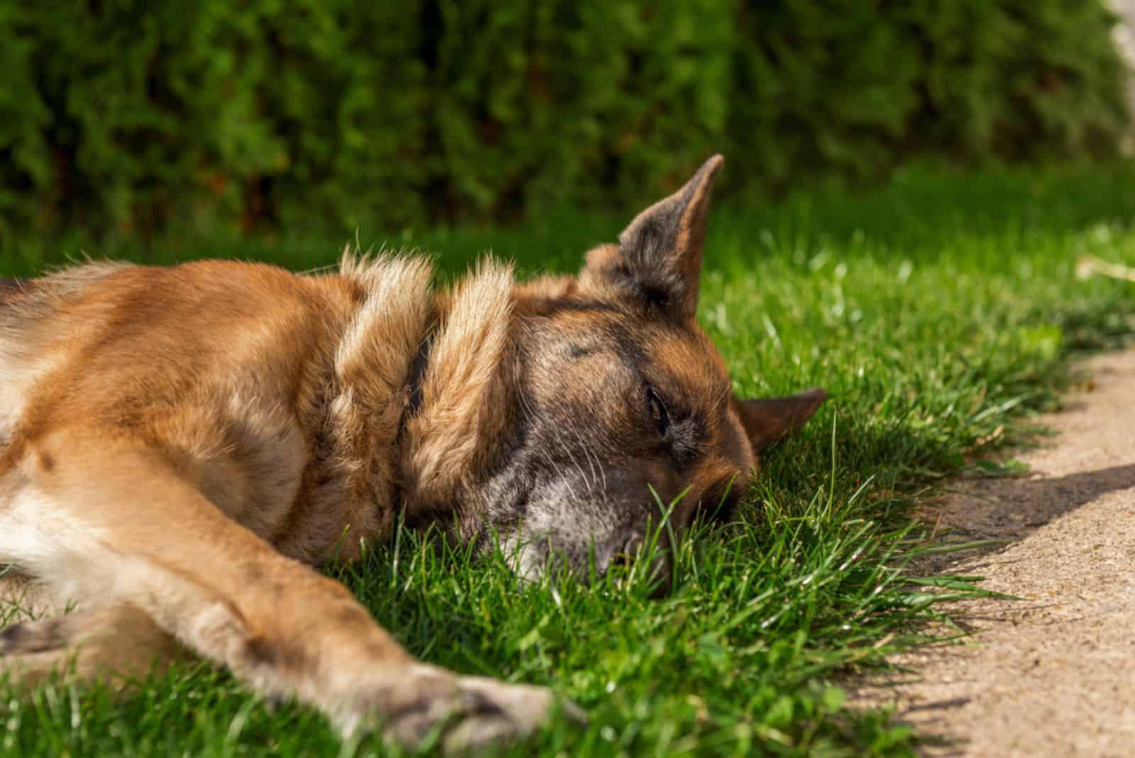 German shepherd sleeping on the grass at sunset