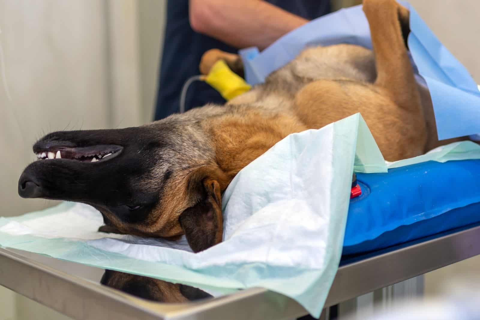 German shepherd undergoing castration at the vet