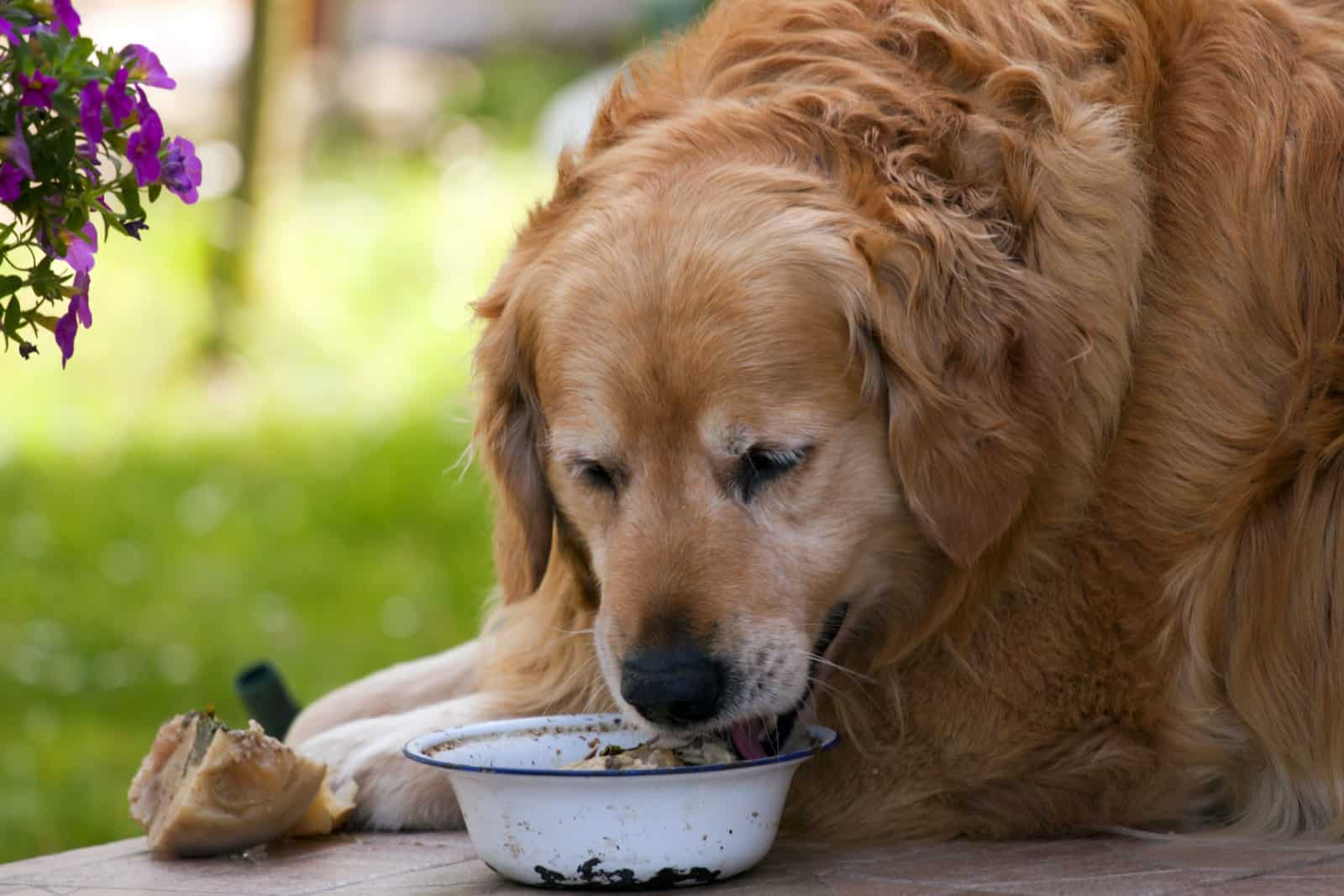 Golden retriever eating from his bowl.