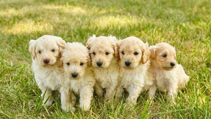Goldendoodle Breeding – 9 Tips For New Breeders