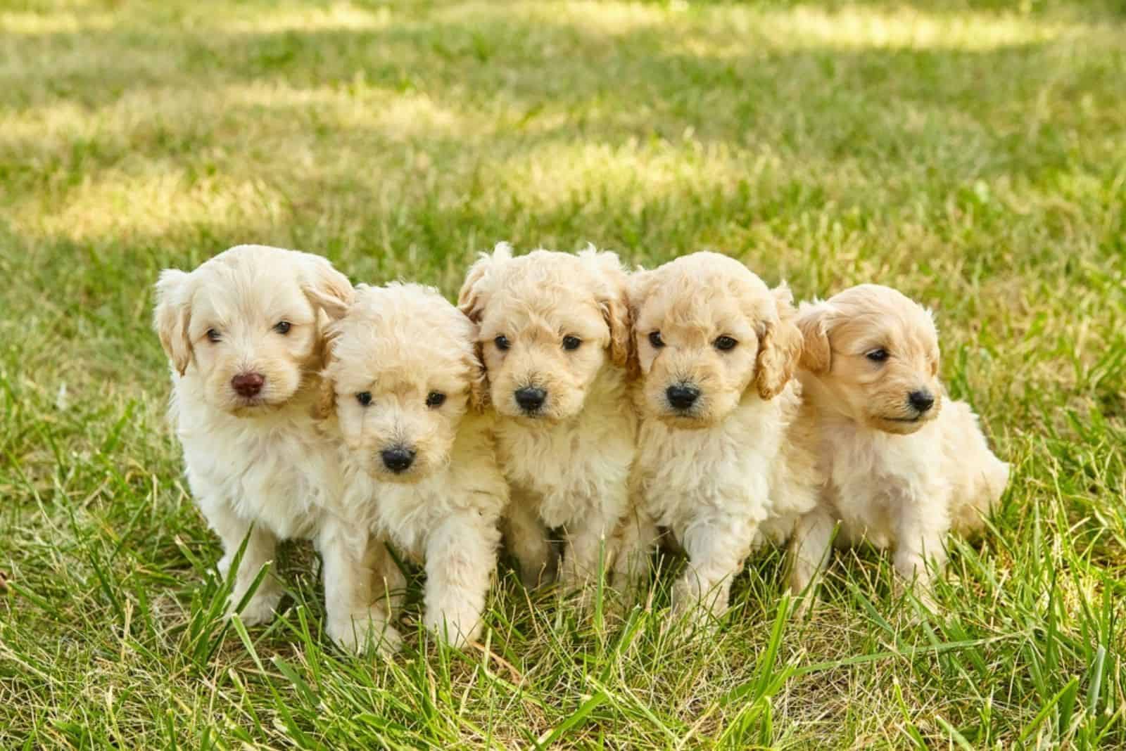 Litter of adorable white Goldendoodle puppies in grass