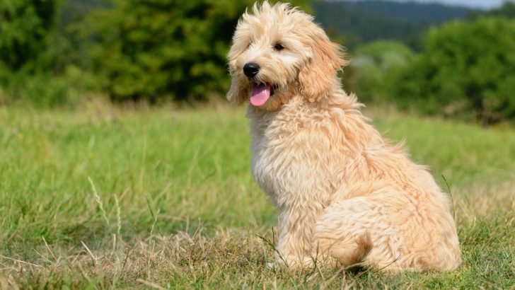 Goldendoodle Tail Docking – Mutilation For Fashion?