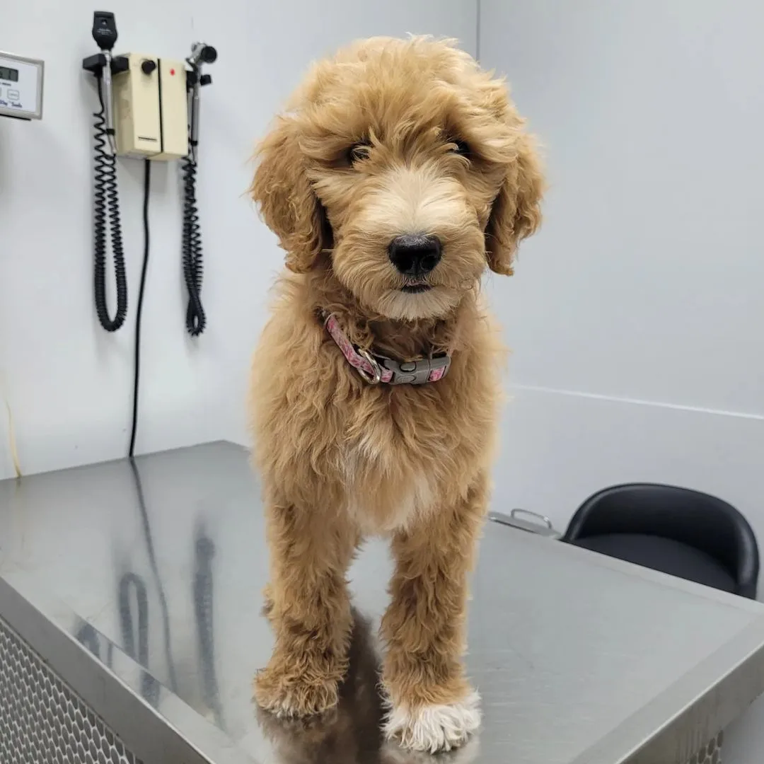 Goldendoodle at the vet