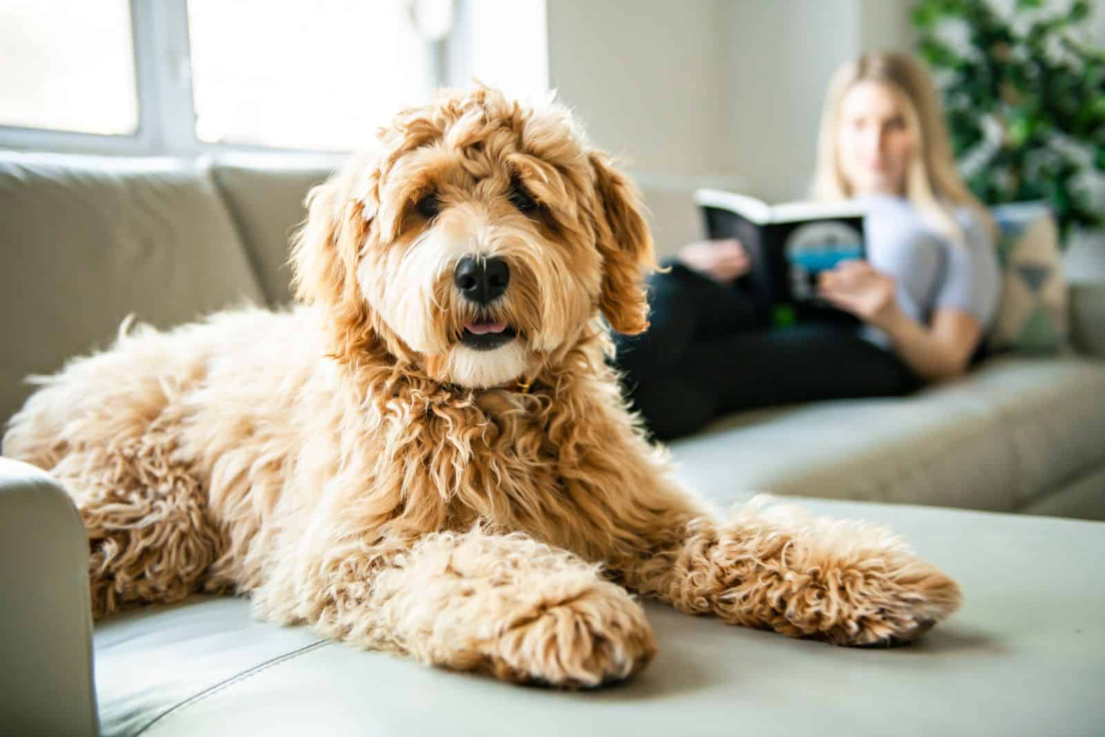 Goldendoodle is lying on the couch