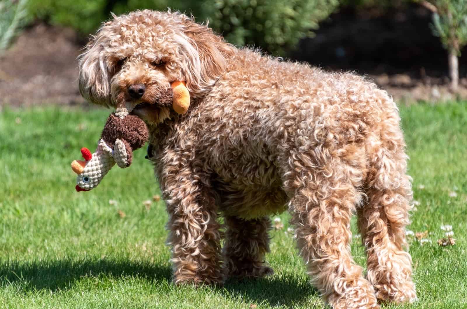 Goldendoodle looking back