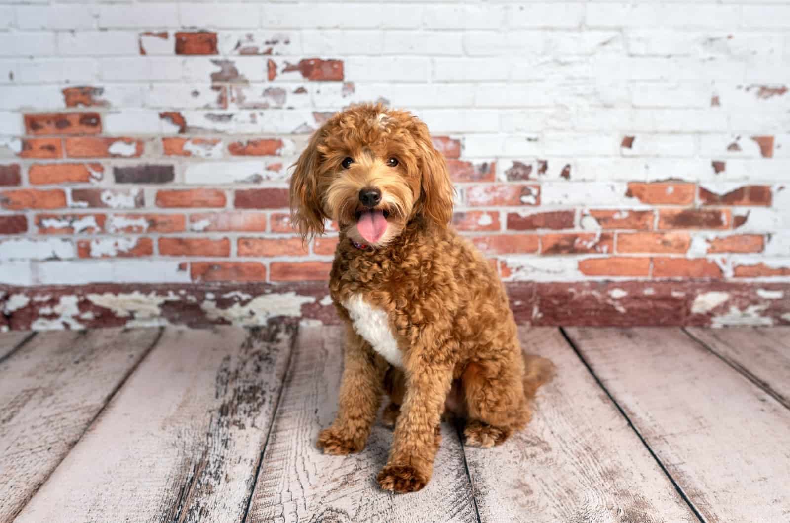 Goldendoodle sitting and looking at camera