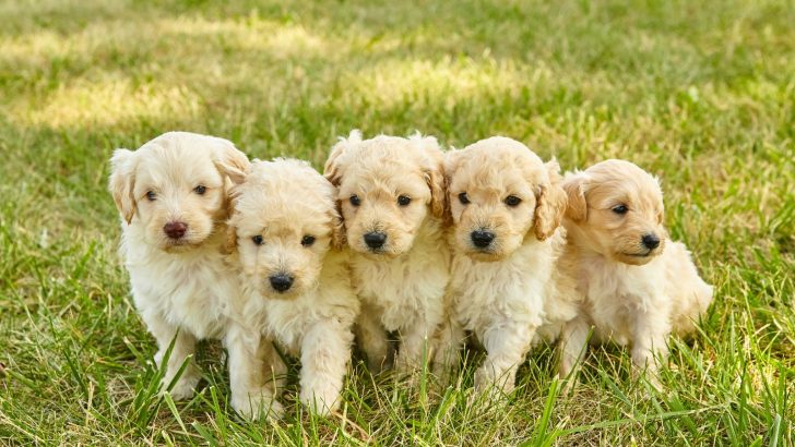 Goldendoodles Adoption Vs Breeding: Which One To Choose?