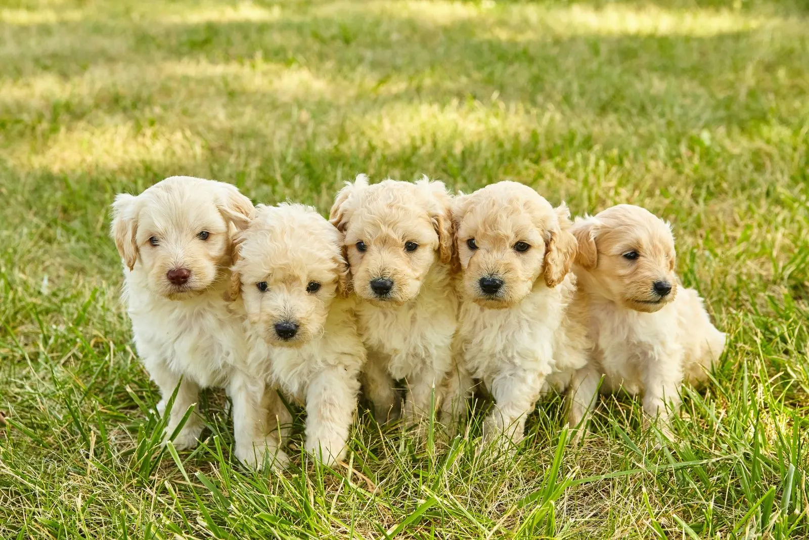 adorable white Goldendoodle puppies in grass