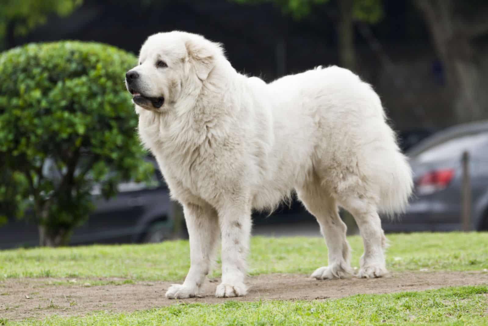 Great Pyrenees Dog stands in the park and looks around