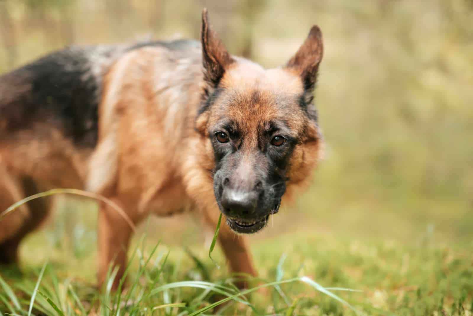 Growling German Shepherd in the forest