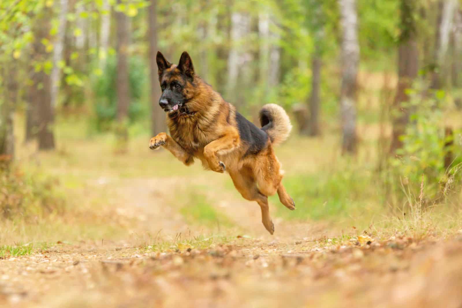 Happy german shepherd running and jumping