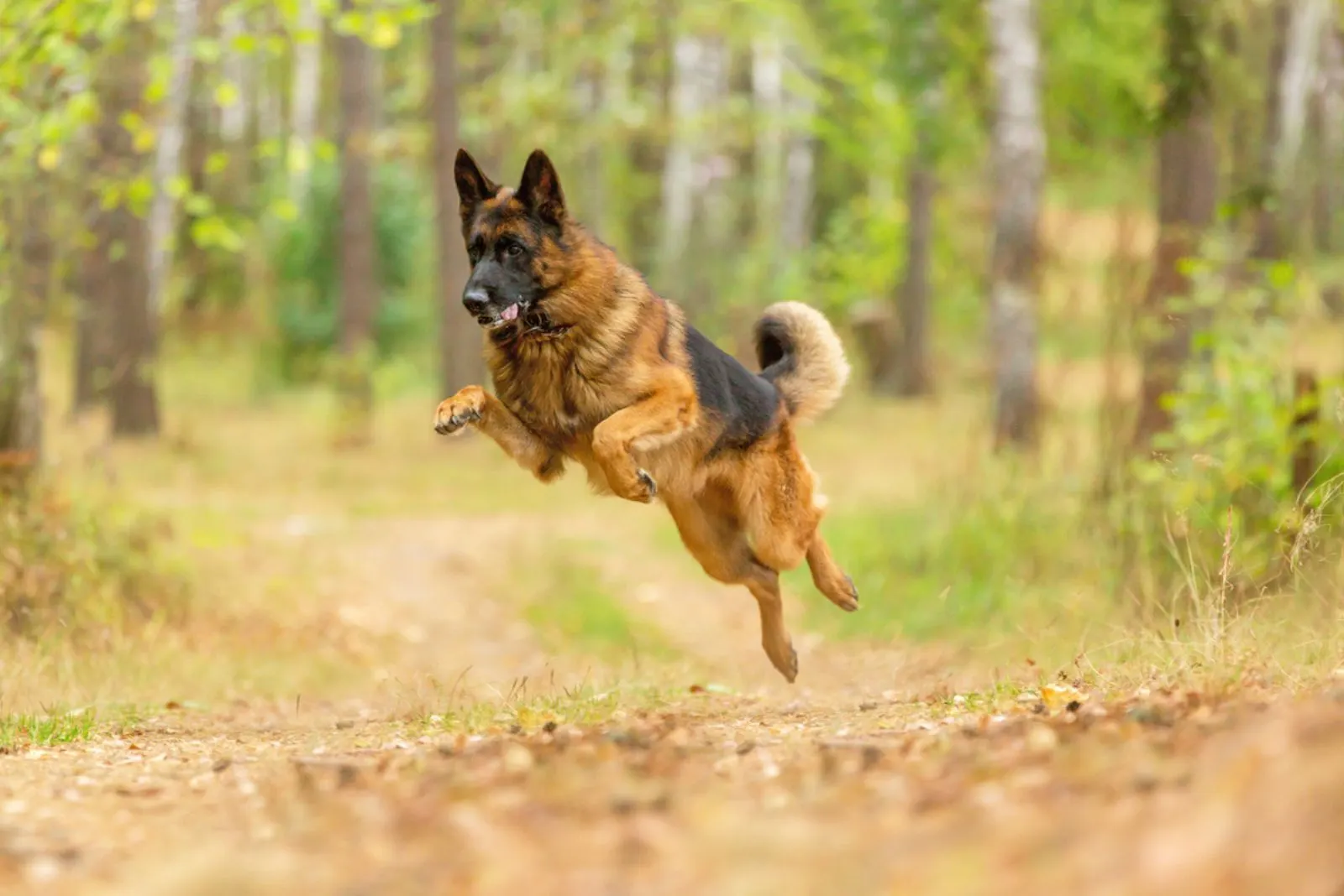 Happy german shepherd running and jumping