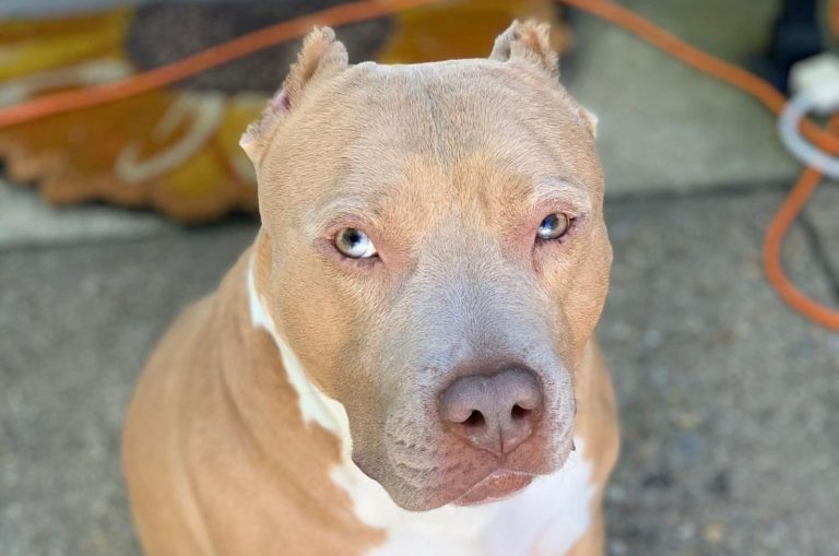 dog with horner's eye syndrome