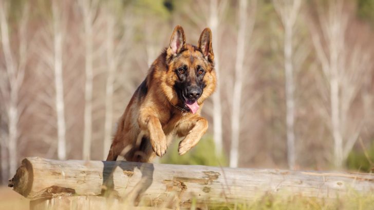 How High Can German Shepherds Jump? These GSDs Are High