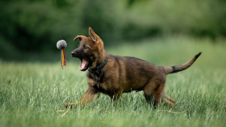 How To Breed German Shepherds – A Guide For New Breeders