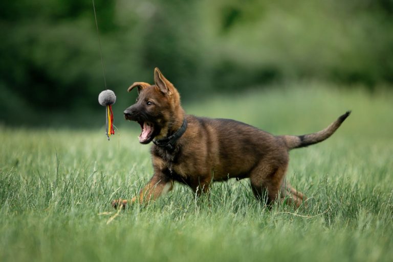german shepherd puppy running after toy