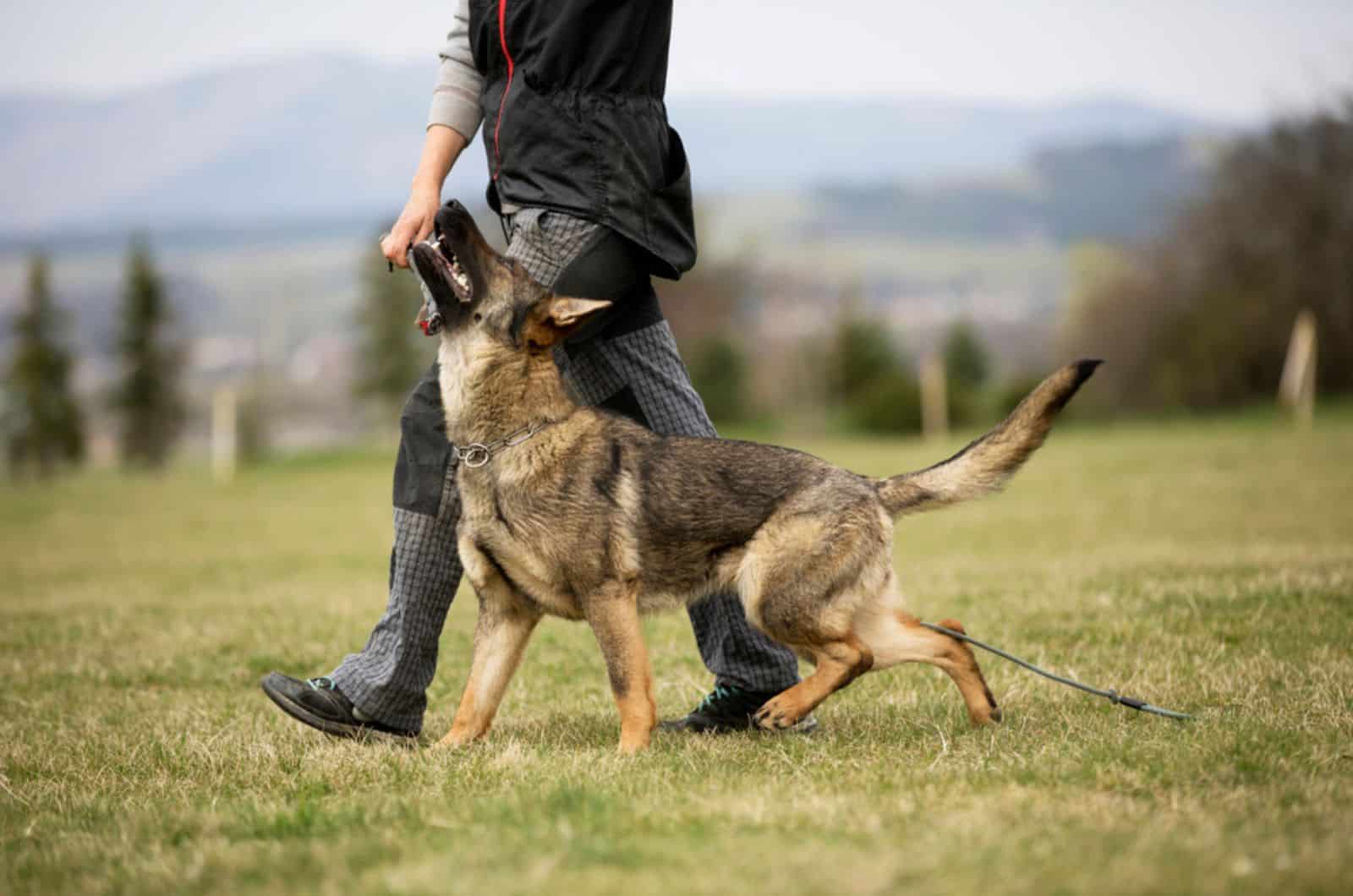 How To Build Muscle On A German Shepherd Dog? 4 Factors