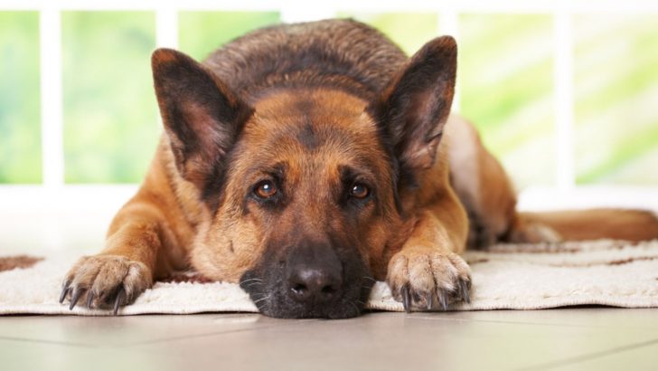 How To Care For German Shepherd In Heat? 8 Things You Can Do