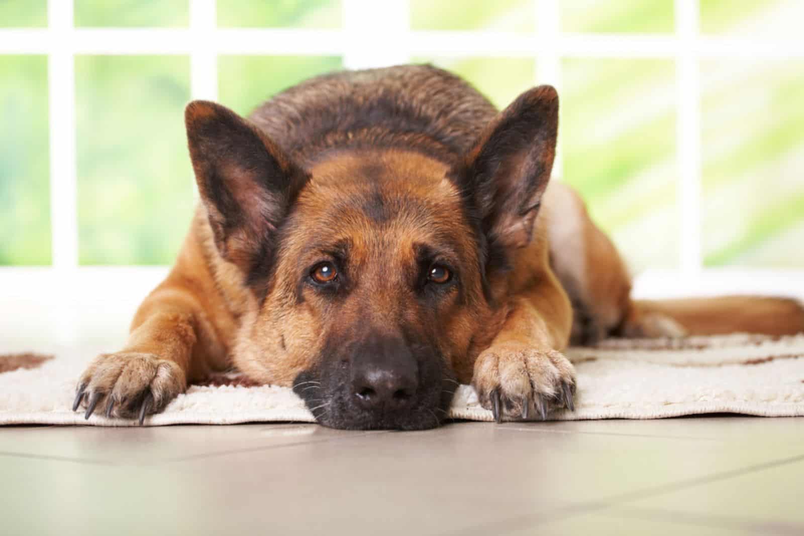 German shepherd dog laying on the carpet in home