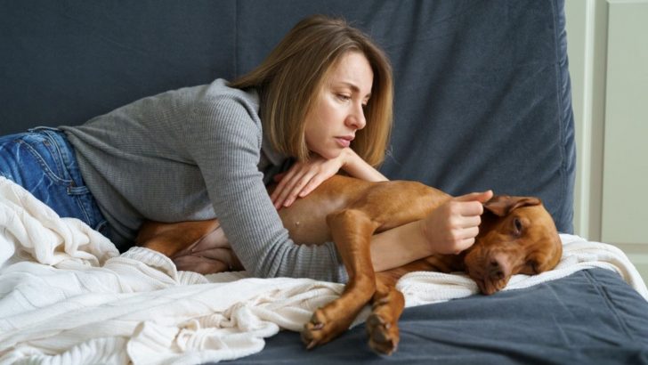 How To Comfort A Dog With A Fever